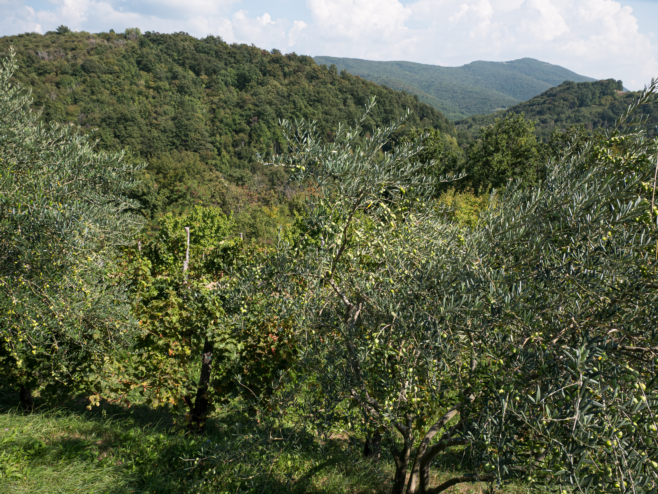 Olivenbäume und Reben an den bewaldeten Hängen des Collio